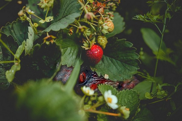 la fraise furieuse furiosa blog le petit vapoteur